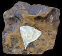Fossil Ginkgo Leaf From North Dakota - Paleocene #58994-1